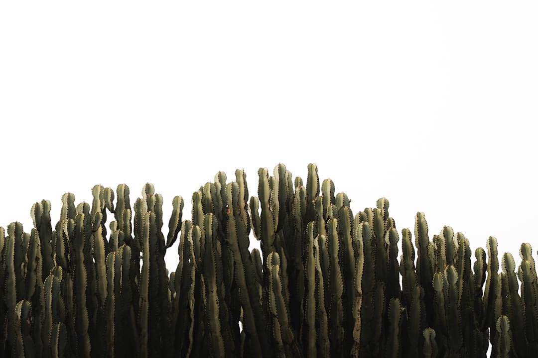 画龙点睛“最快女护士”的困局